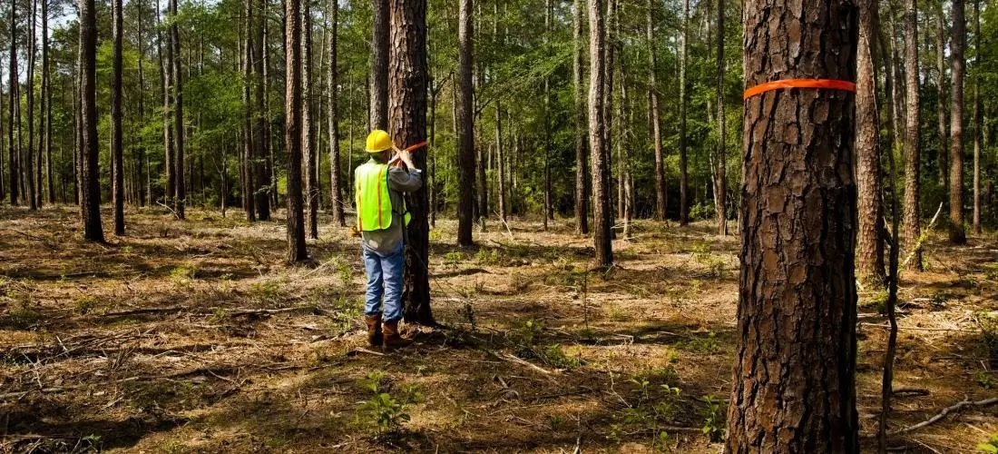 Forestry Development Authority
