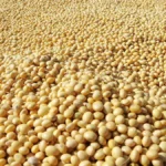 insoya