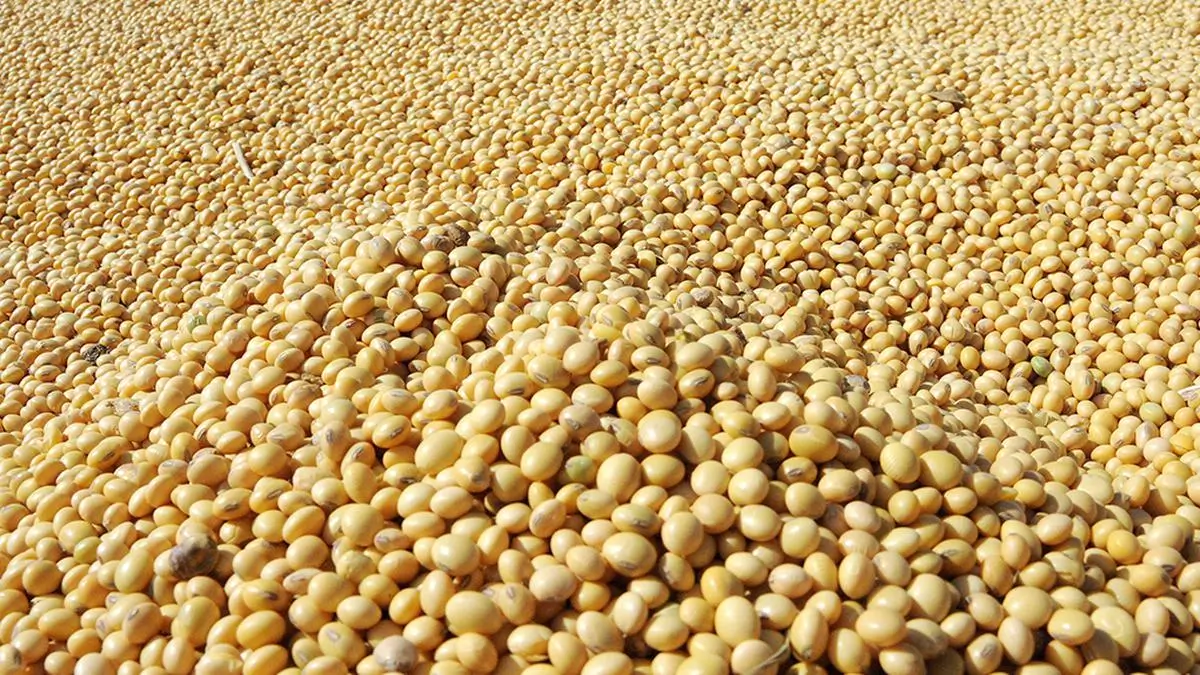 insoya