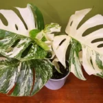 Monstera Albo