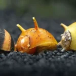 Nerite Snails